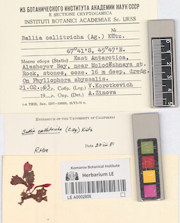 LE A0002806