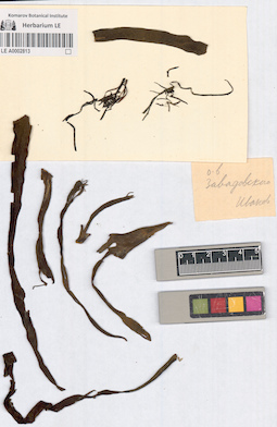 LE A0002813