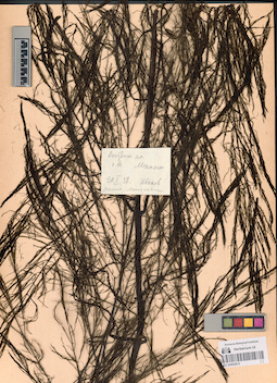LE A0002815