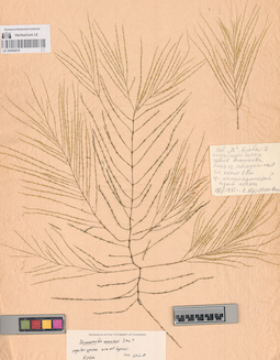 LE A0002816