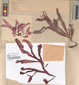 LE A0002823