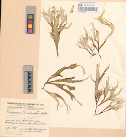 LE A0002840