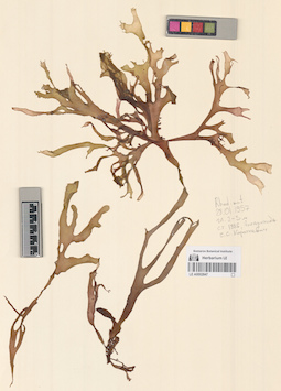 LE A0002847