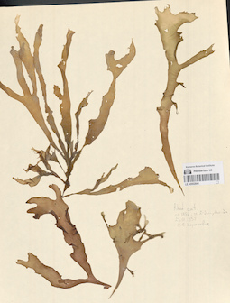 LE A0002848