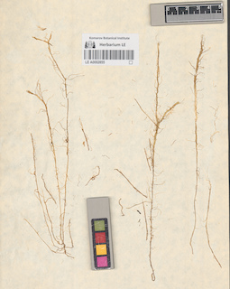 LE A0002855
