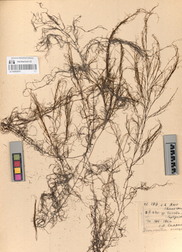 LE A0002870