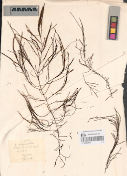 LE A0002873