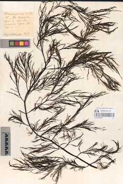 LE A0002874