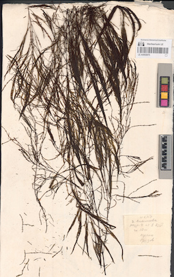 LE A0002875