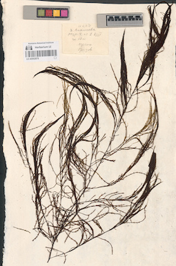 LE A0002878