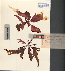 LE A0002879