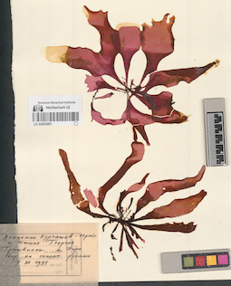 LE A0002881