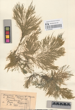 LE A0002886