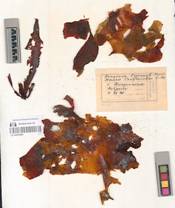 LE A0002889