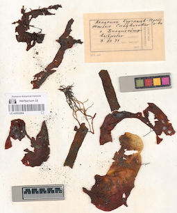 LE A0002894
