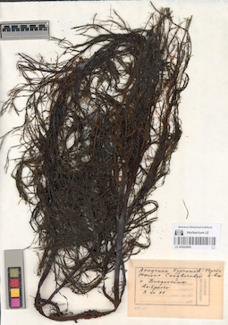 LE A0002895