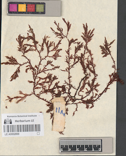 LE A0002899