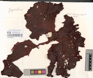 LE A0002903