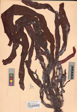 LE A0002908