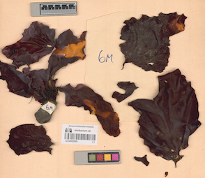 LE A0002909