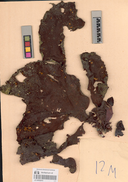 LE A0002910