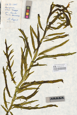 LE A0002914