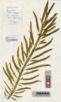 LE A0002915