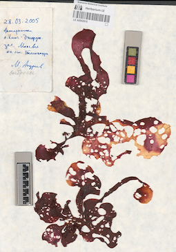 LE A0002916