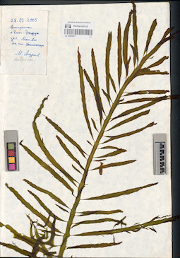 LE A0002917