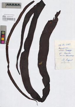 LE A0002918
