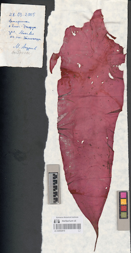 LE A0002919