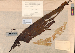 LE A0002926