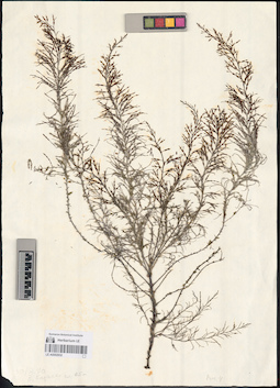 LE A0002932