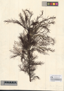LE A0002933