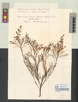 LE A0002934