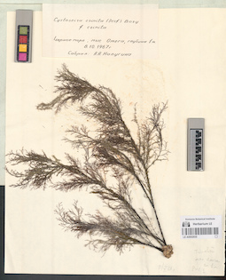 LE A0002935