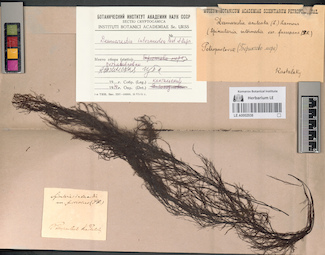 LE A0002938