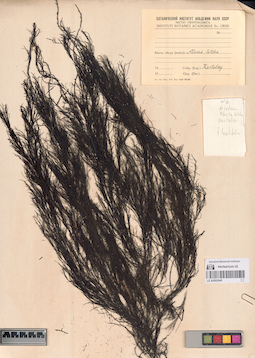 LE A0002940