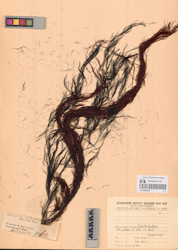 LE A0002941