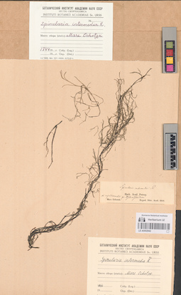LE A0002942