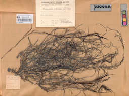 LE A0002944