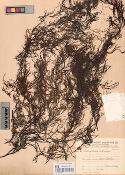 LE A0002945