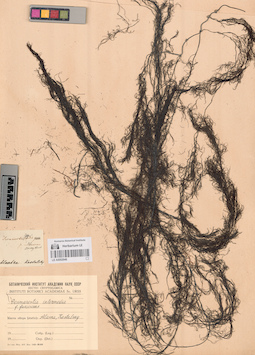 LE A0002946