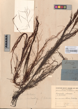 LE A0002947