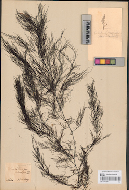 LE A0002949