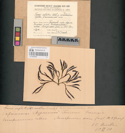 LE A0002959