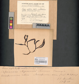 LE A0002960