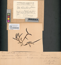 LE A0002961