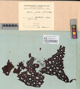 LE A0002967
