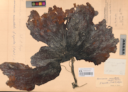 LE A0002975